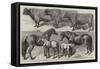 Prize Cattle, Etc, from the Royal Agricultural Show at Warwick-Harrison William Weir-Framed Stretched Canvas