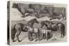Prize Cattle, Etc, from the Royal Agricultural Show at Warwick-Harrison William Weir-Stretched Canvas