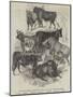 Prize Cattle, Exhibited at the Highland Society's Grand Show at Dundee-null-Mounted Giclee Print