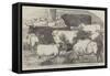 Prize Cattle, from the Exhibition of the Royal Agricultural Society, at Lincoln-Harrison William Weir-Framed Stretched Canvas