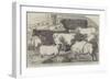 Prize Cattle, from the Exhibition of the Royal Agricultural Society, at Lincoln-Harrison William Weir-Framed Giclee Print