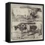 Prize Cattle from the Royal Agricultural Society's Show at Warwick-Harrison William Weir-Framed Stretched Canvas