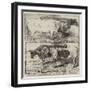 Prize Cattle from the Royal Agricultural Society's Show at Warwick-Harrison William Weir-Framed Giclee Print