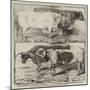Prize Cattle from the Royal Agricultural Society's Show at Warwick-Harrison William Weir-Mounted Giclee Print