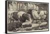 Prize Cattle, Pigs and Sheep, at the Smithfield Club Show-Samuel John Carter-Framed Stretched Canvas