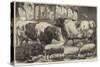 Prize Cattle, Pigs and Sheep, at the Smithfield Club Show-Samuel John Carter-Stretched Canvas