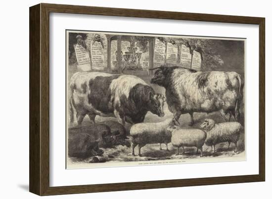 Prize Cattle, Pigs and Sheep, at the Smithfield Club Show-Samuel John Carter-Framed Giclee Print