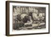 Prize Cattle, Pigs and Sheep, at the Smithfield Club Show-Samuel John Carter-Framed Giclee Print