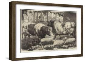 Prize Cattle, Pigs and Sheep, at the Smithfield Club Show-Samuel John Carter-Framed Giclee Print