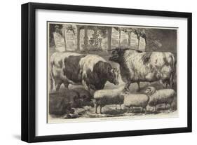 Prize Cattle, Pigs and Sheep, at the Smithfield Club Show-Samuel John Carter-Framed Giclee Print