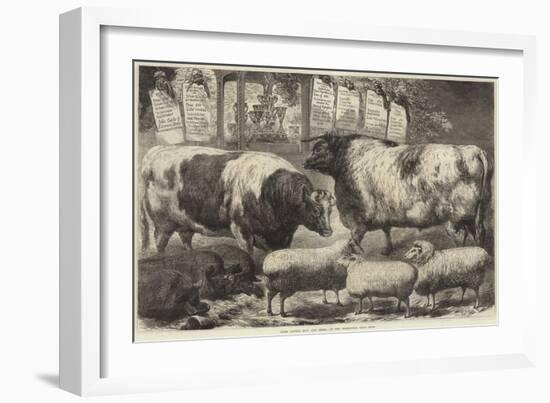 Prize Cattle, Pigs and Sheep, at the Smithfield Club Show-Samuel John Carter-Framed Giclee Print