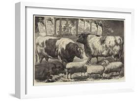 Prize Cattle, Pigs and Sheep, at the Smithfield Club Show-Samuel John Carter-Framed Giclee Print