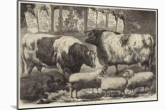 Prize Cattle, Pigs and Sheep, at the Smithfield Club Show-Samuel John Carter-Mounted Giclee Print