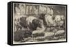 Prize Cattle, Pigs and Sheep, at the Smithfield Club Show-Samuel John Carter-Framed Stretched Canvas