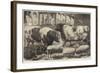 Prize Cattle, Pigs and Sheep, at the Smithfield Club Show-Samuel John Carter-Framed Giclee Print