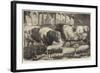 Prize Cattle, Pigs and Sheep, at the Smithfield Club Show-Samuel John Carter-Framed Giclee Print