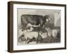 Prize Cow and Sheep at the Bath and West of England Agricultural Show, Southampton-George Bouverie Goddard-Framed Giclee Print