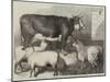 Prize Cow and Sheep at the Bath and West of England Agricultural Show, Southampton-George Bouverie Goddard-Mounted Giclee Print