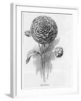 Prize Dahlia-null-Framed Art Print