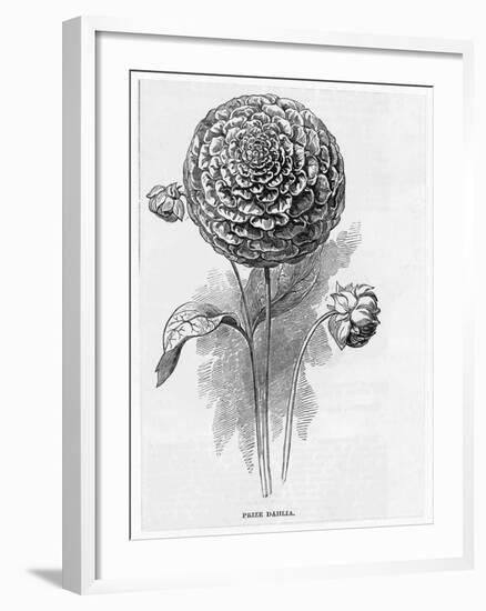 Prize Dahlia-null-Framed Art Print