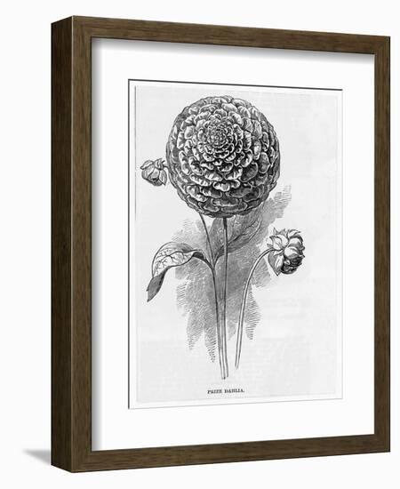 Prize Dahlia-null-Framed Art Print