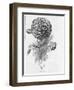 Prize Dahlia-null-Framed Art Print