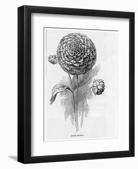 Prize Dahlia-null-Framed Art Print