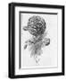 Prize Dahlia-null-Framed Art Print