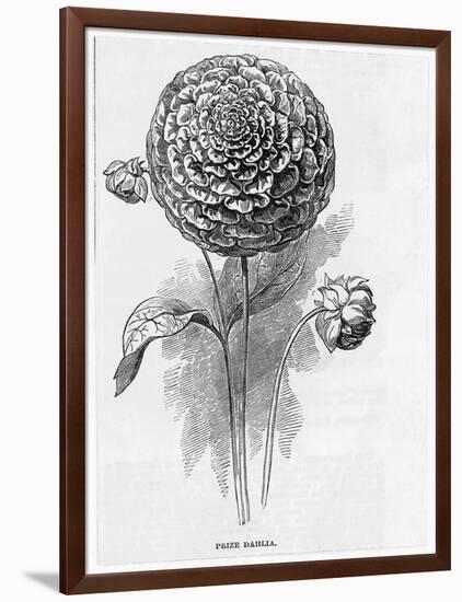 Prize Dahlia-null-Framed Art Print