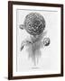 Prize Dahlia-null-Framed Art Print