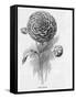 Prize Dahlia-null-Framed Stretched Canvas
