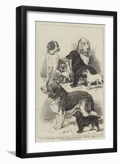 Prize Dogs at the Alexandra Palace Show-null-Framed Giclee Print