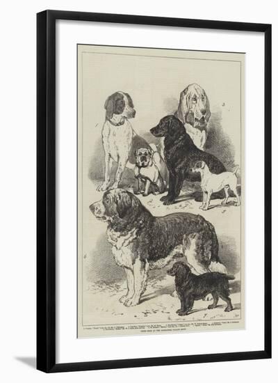 Prize Dogs at the Alexandra Palace Show-null-Framed Giclee Print