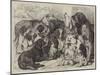 Prize Dogs at the Birmingham Dog Show-Samuel John Carter-Mounted Giclee Print