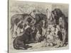 Prize Dogs at the Birmingham Dog Show-Samuel John Carter-Stretched Canvas