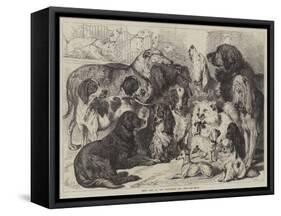 Prize Dogs at the Birmingham Dog Show-Samuel John Carter-Framed Stretched Canvas