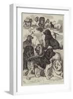 Prize Dogs at the Birmingham Show-Samuel John Carter-Framed Giclee Print