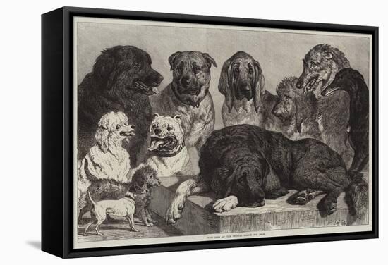 Prize Dogs at the Crystal Palace Dog Show-Samuel John Carter-Framed Stretched Canvas