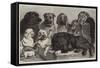 Prize Dogs at the Crystal Palace Dog Show-Samuel John Carter-Framed Stretched Canvas