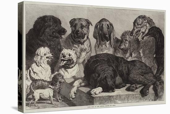Prize Dogs at the Crystal Palace Dog Show-Samuel John Carter-Stretched Canvas
