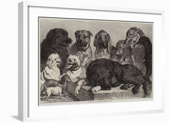 Prize Dogs at the Crystal Palace Dog Show-Samuel John Carter-Framed Giclee Print