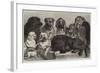 Prize Dogs at the Crystal Palace Dog Show-Samuel John Carter-Framed Giclee Print
