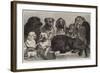 Prize Dogs at the Crystal Palace Dog Show-Samuel John Carter-Framed Giclee Print