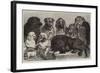 Prize Dogs at the Crystal Palace Dog Show-Samuel John Carter-Framed Giclee Print