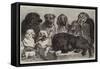 Prize Dogs at the Crystal Palace Dog Show-Samuel John Carter-Framed Stretched Canvas