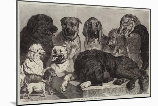 Prize Dogs at the Crystal Palace Dog Show-Samuel John Carter-Mounted Giclee Print