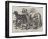 Prize Dogs at the Leeds Show-Harrison William Weir-Framed Giclee Print