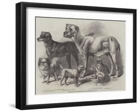 Prize Dogs at the Leeds Show-Harrison William Weir-Framed Giclee Print