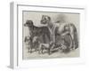 Prize Dogs at the Leeds Show-Harrison William Weir-Framed Giclee Print