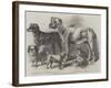 Prize Dogs at the Leeds Show-Harrison William Weir-Framed Giclee Print